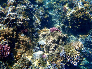 Wide shot of coral and reef inhabitants