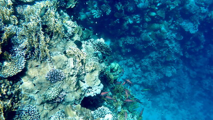 Wide shot of coral and reef inhabitants