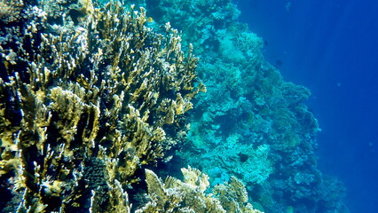 Wide shot of coral and reef inhabitants