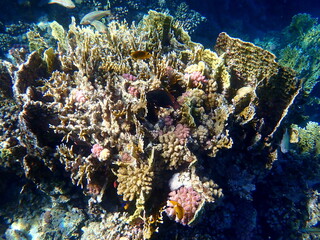 Wide shot of coral and reef inhabitants