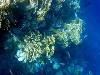 Wide shot of coral and reef inhabitants