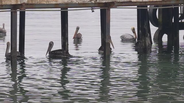 a group of pelicans swims under a wooden pier