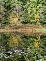 autumn nature in the european forest