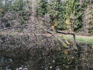 autumn nature in the european forest