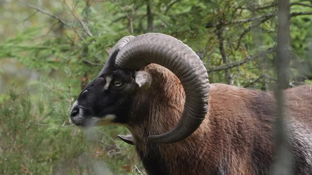 portrait of well horned mouflon  299