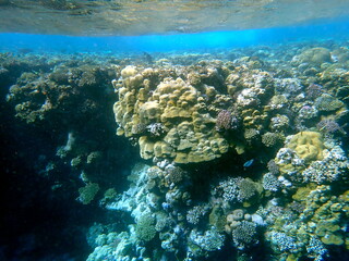 Wide shot of coral and reef inhabitants