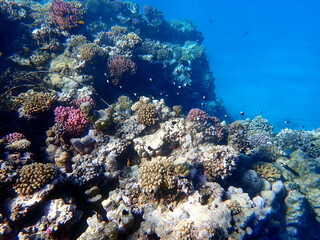 Wide shot of coral and reef inhabitants