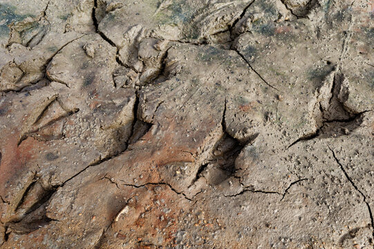 Vogelspuren im Schlamm