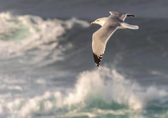 Strong winds and large waves create curious scenes with seagulls, cormorants, and gannets!