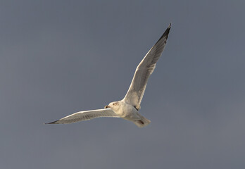 Strong winds and large waves create curious scenes with seagulls, cormorants, and gannets!