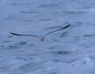 Strong winds and large waves create curious scenes with seagulls, cormorants, and gannets!