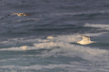 Strong winds and large waves create curious scenes with seagulls, cormorants, and gannets!