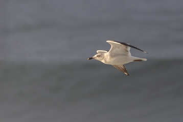 Strong winds and large waves create curious scenes with seagulls, cormorants, and gannets!