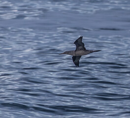 Strong winds and large waves create curious scenes with seagulls, cormorants, and gannets!