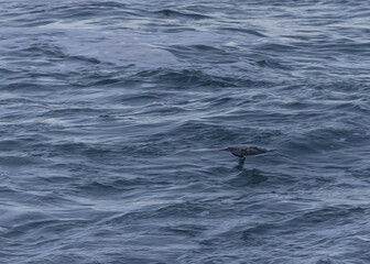 Fototapeta premium Strong winds and large waves create curious scenes with seagulls, cormorants, and gannets!