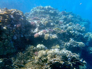 Wide shot of coral and reef inhabitants