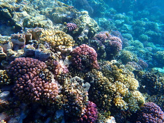 Wide shot of coral and reef inhabitants