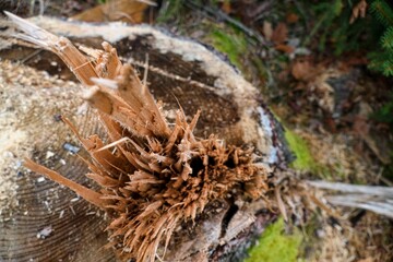 autumn nature in the european forest