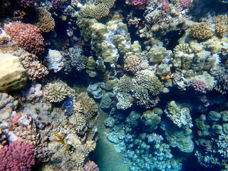 Wide shot of coral and reef inhabitants