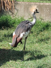 Grou coroado cinzento é uma ave de grande porte conhecida por sua coroa de penas douradas e rígidas na cabeça.