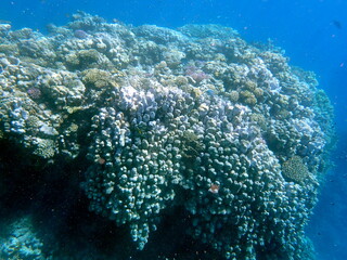 Wide shot of coral and reef inhabitants