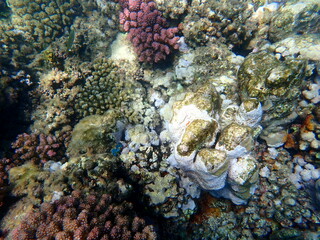 Wide shot of coral and reef inhabitants