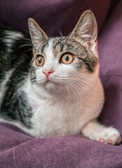 Curious Cat with Golden Eyes on Purple Fabric