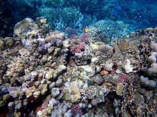 Wide shot of coral and reef inhabitants