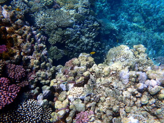 Wide shot of coral and reef inhabitants