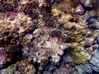 Wide shot of coral and reef inhabitants