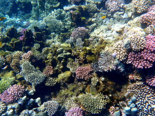 Wide shot of coral and reef inhabitants