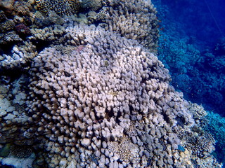 Wide shot of coral and reef inhabitants