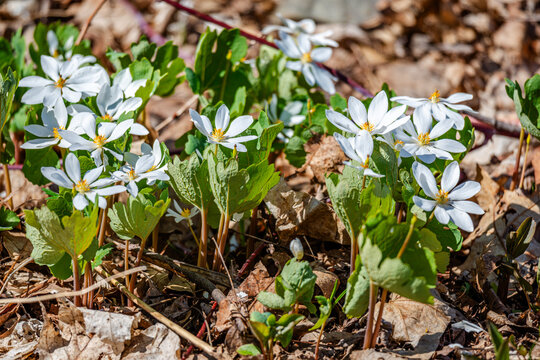 Bloodroot flowers in the city park 