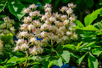 Horse Chestnut tree flowers in springtime