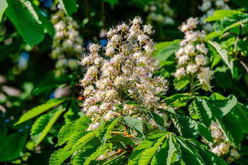 Horse Chestnut tree flowers in springtime