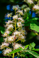 Horse Chestnut tree flowers in springtime