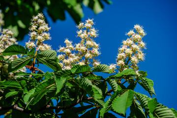 Horse Chestnut tree flowers in springtime
