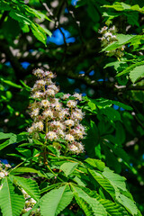 Horse Chestnut tree flowers in springtime