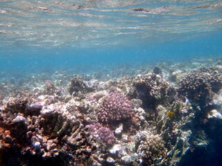 Fototapeta premium Wide shot of coral and reef inhabitants
