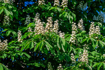 Horse Chestnut tree flowers in springtime