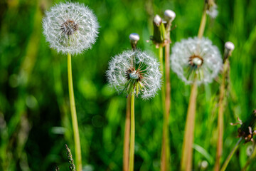 Dandelions in the meadow sunny springtime day 