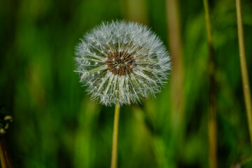 Dandelions in the meadow sunny springtime day 