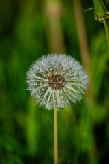Dandelions in the meadow sunny springtime day 