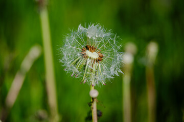 Dandelions in the meadow sunny springtime day 