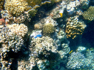 Wide shot of coral and reef inhabitants