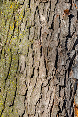 Tree Bark texture, close-up photo 