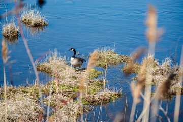 Nesting geese on the St. Lawrence River