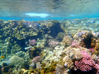 Wide shot of coral and reef inhabitants