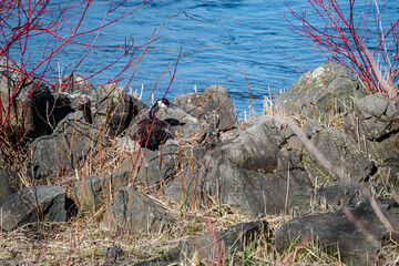 Nesting geese on the St. Lawrence River