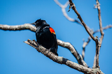 Red-winged Blackbird is a passerine bird found in most of North America and much of Central America